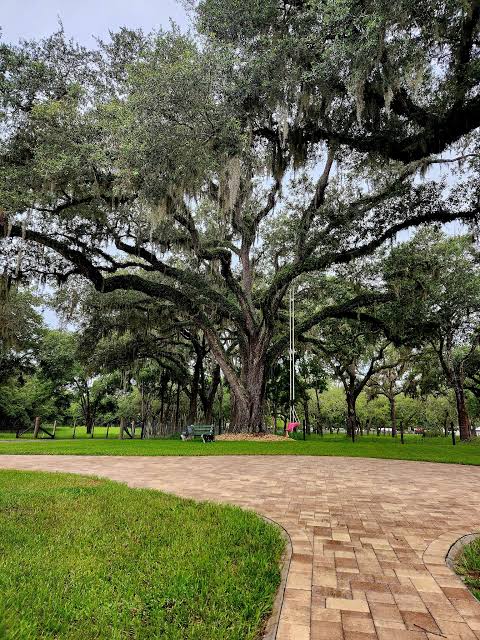 Live Oak