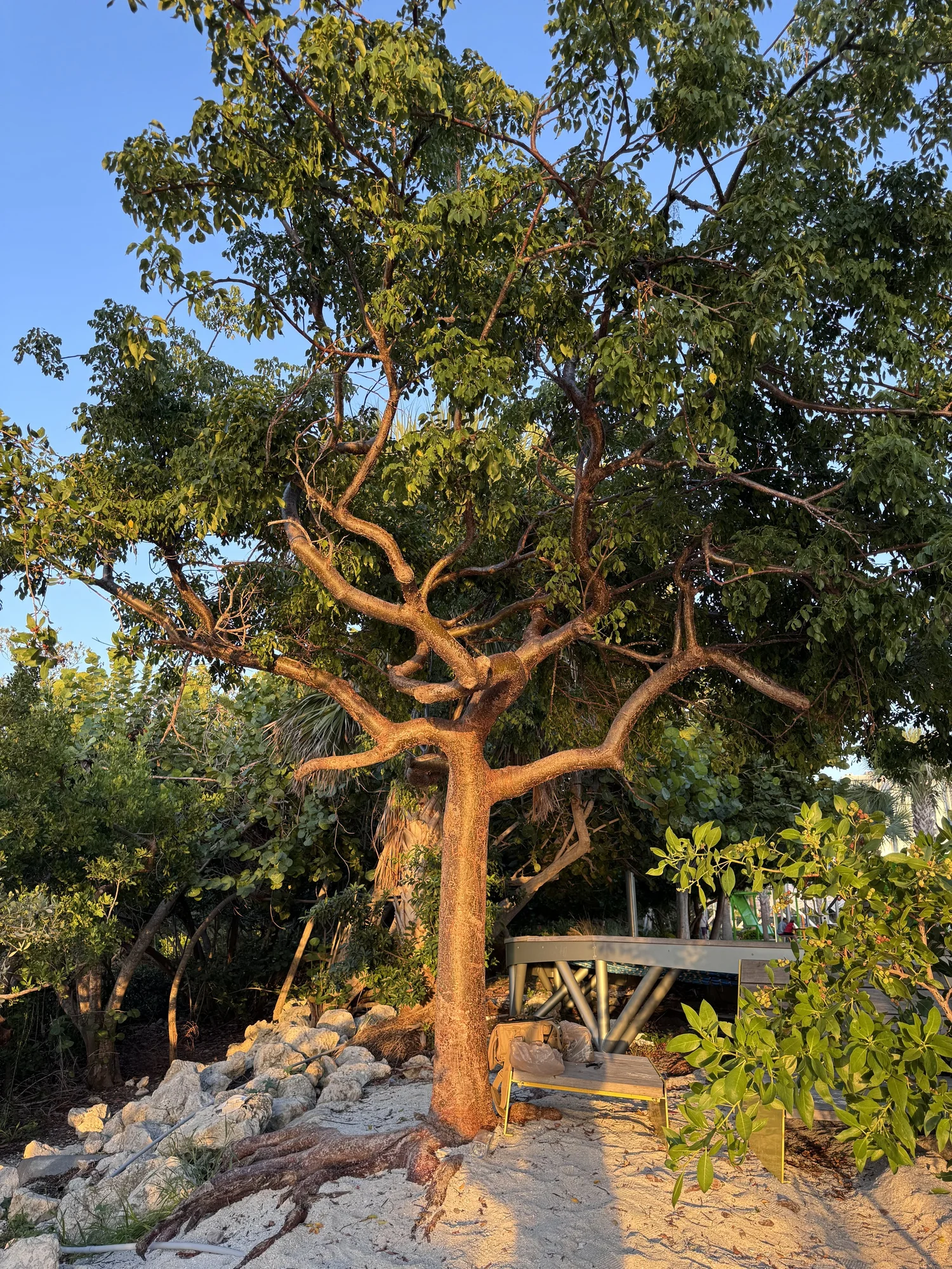 Gumbo Limbo