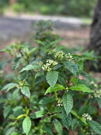 Wild Coffee