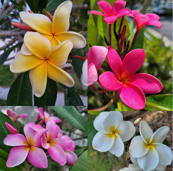 Plumeria (Frangipani)