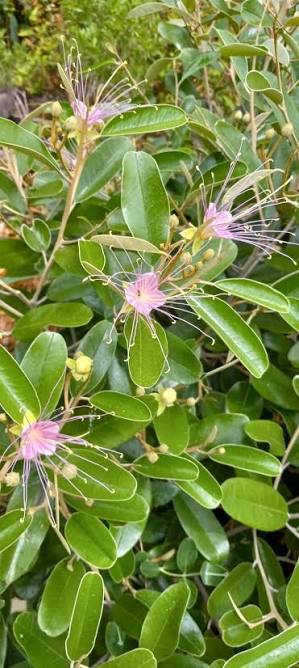 Jamaican Caper