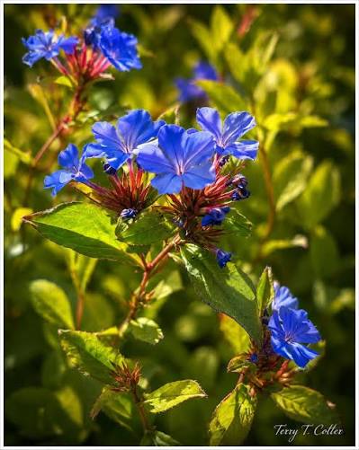 Plumbago