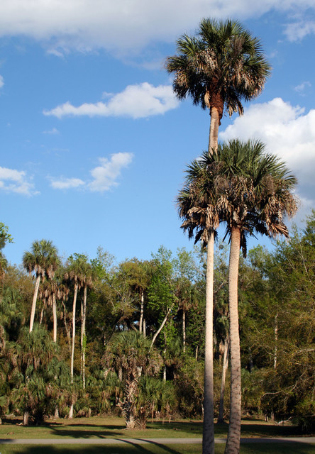 Sabal Palm