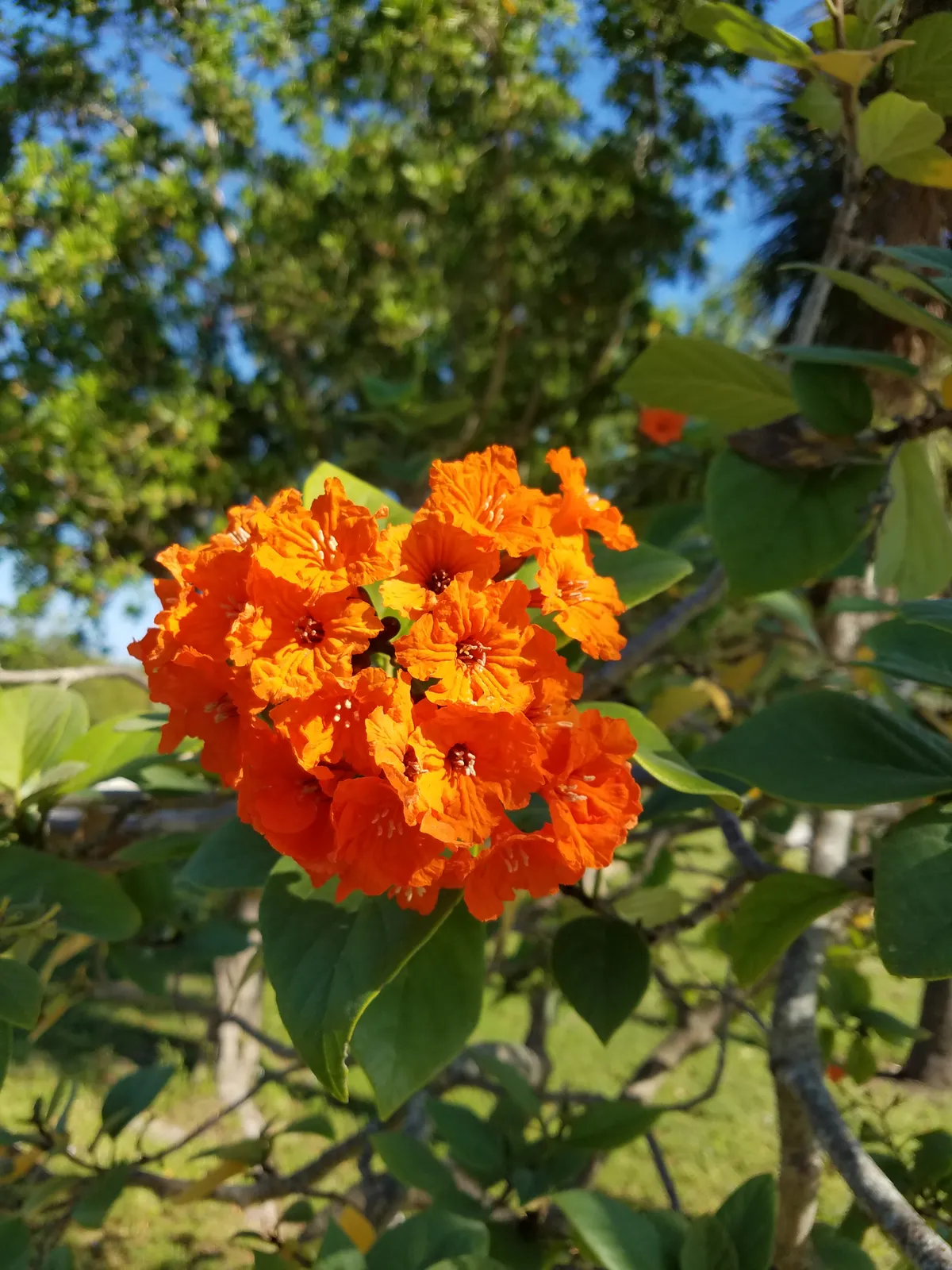 Geiger Tree