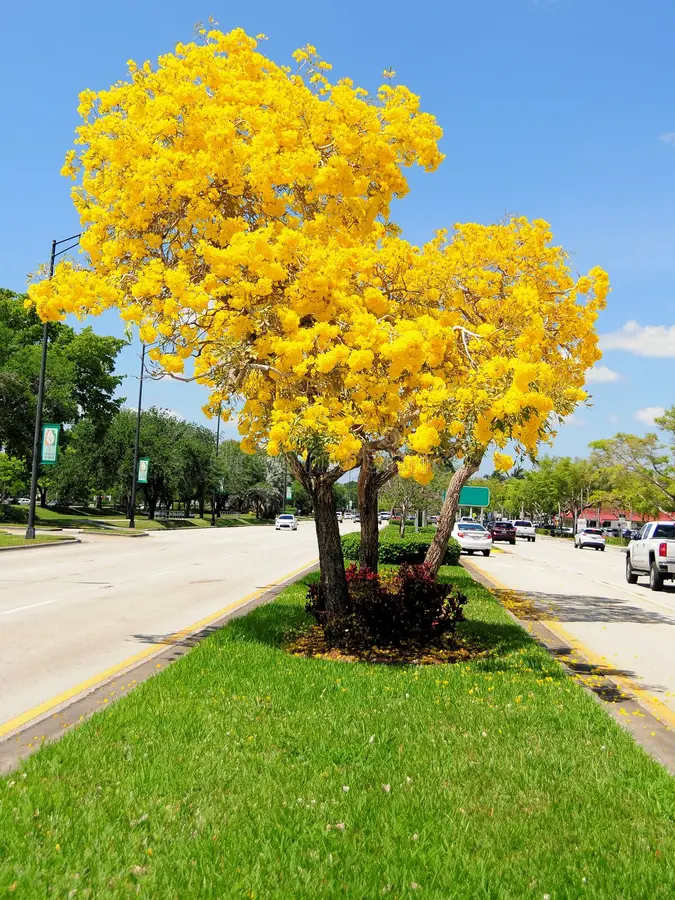 Yellow Tabebuia (Trumpet Tree)