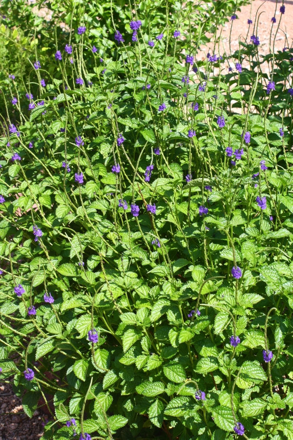 Blue Porterweed