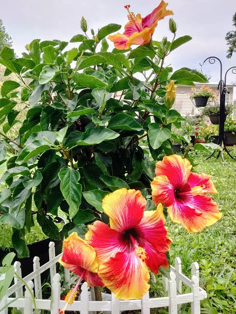 Hibiscus