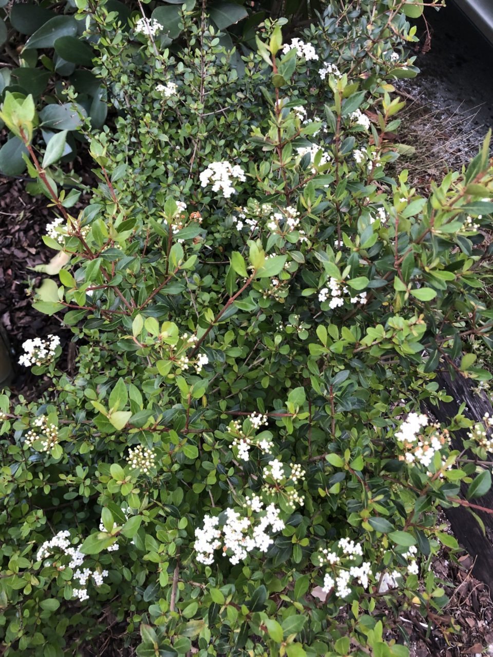 Walter's Viburnum