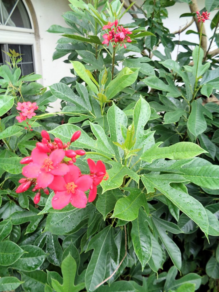 Jatropha