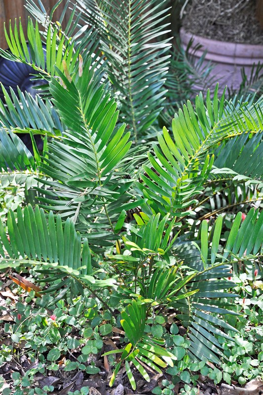 Coontie