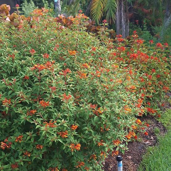 Firebush