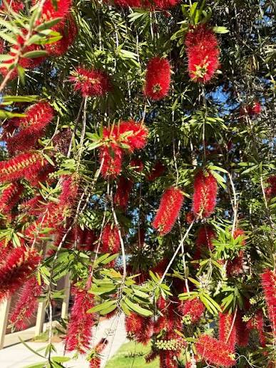 Bottlebrush