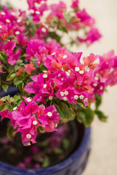 Bougainvillea