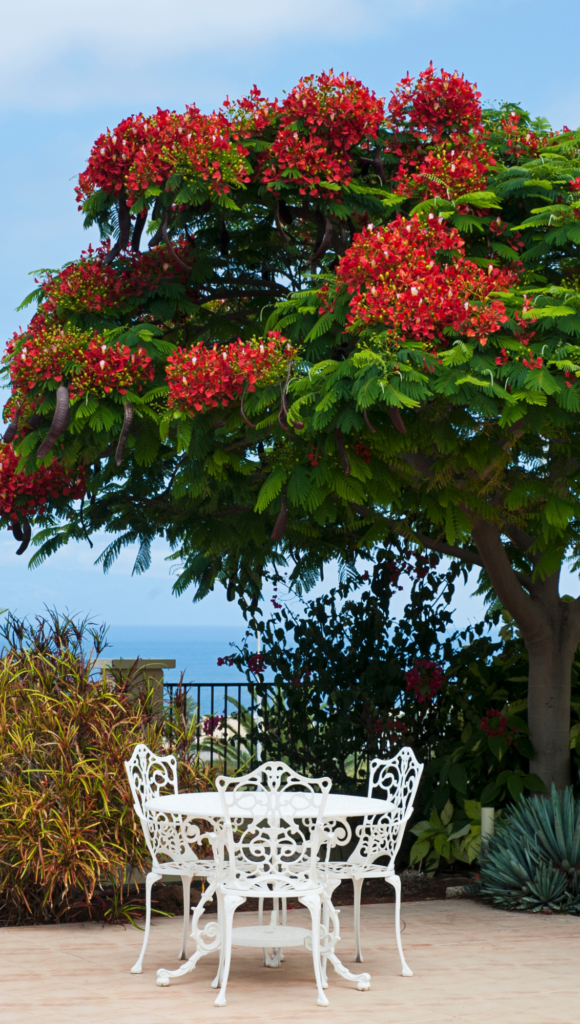 Royal Poinciana