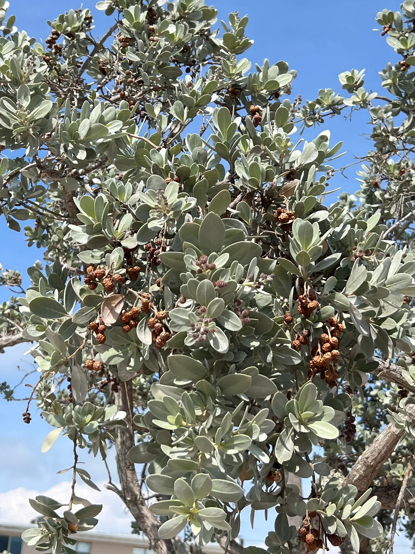 Silver Buttonwood