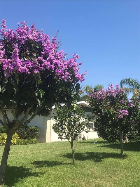 Crape Myrtle